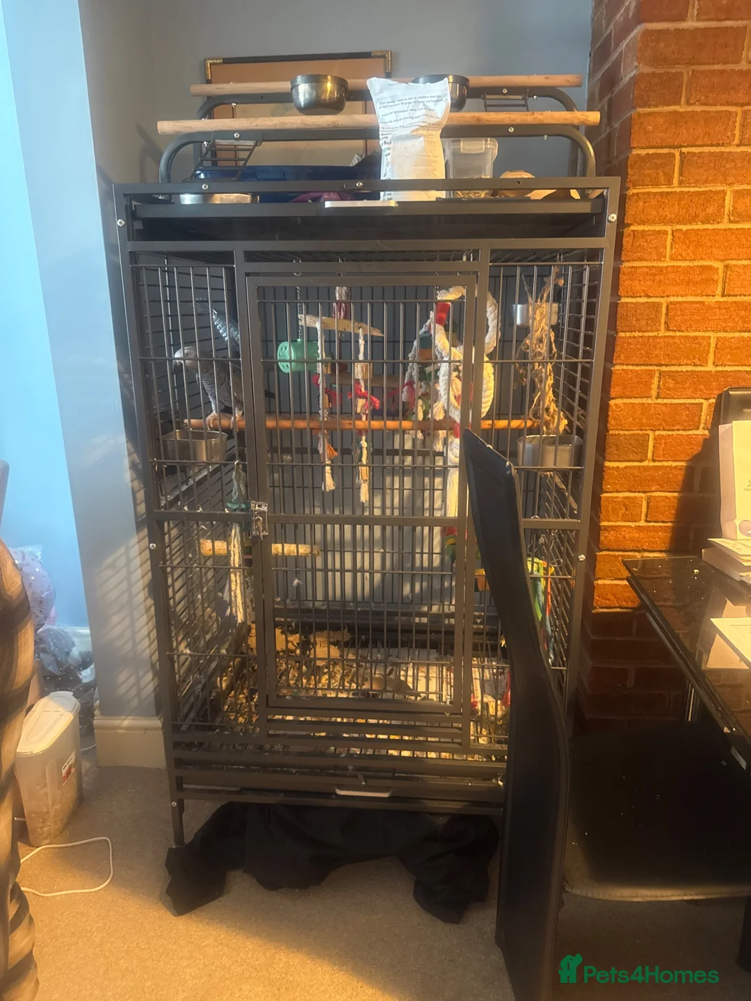 Parrots birds for sale: Reggie African Grey  in Crewe - Advert 7