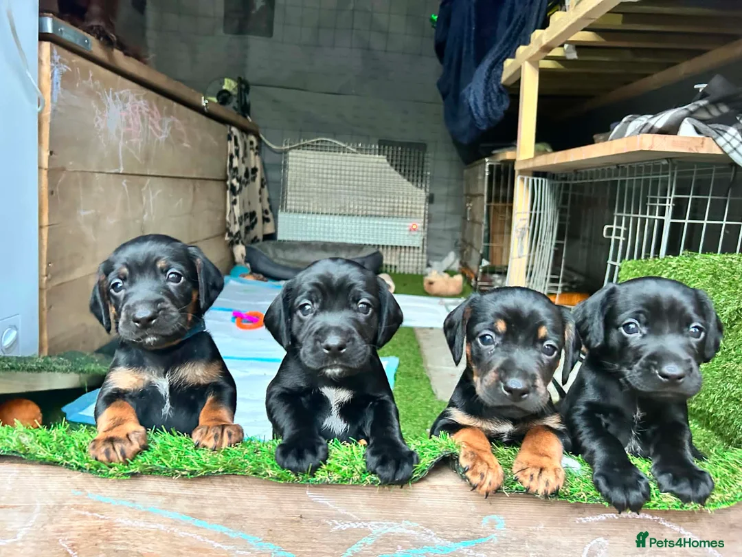 Mixed Breed dogs for sale: Working cocker with mix dads family pet  - Advert 2