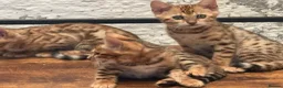 Bengal cats for sale: Gorgeous full pedigree reg bengal female kittens  - Advert 5