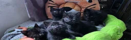 Scottish Fold cats for stud: We have 5 adorable kittens for sale  in Darlington - Advert 8
