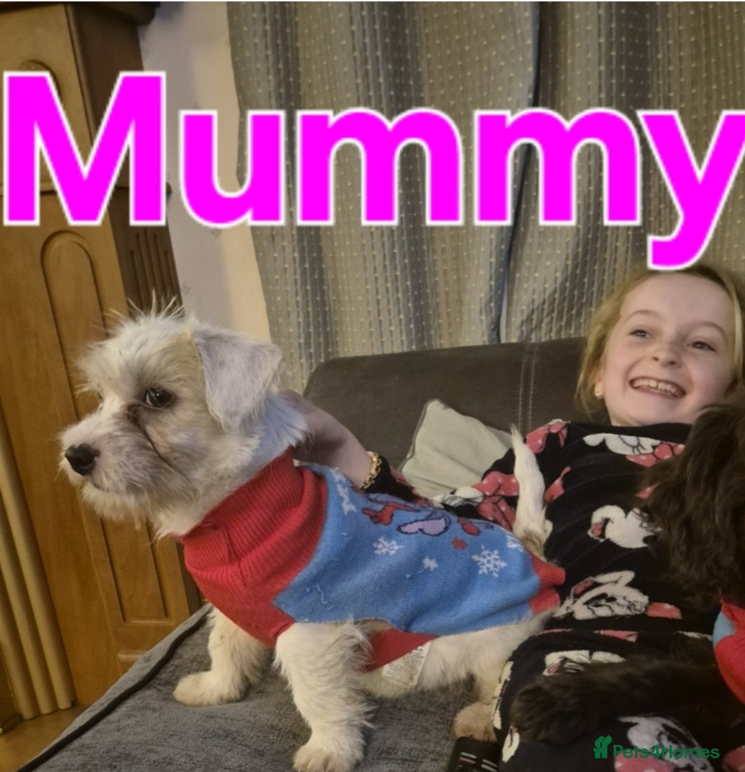 Jack Russell dogs for sale: Jack Russell pups  - Advert 2