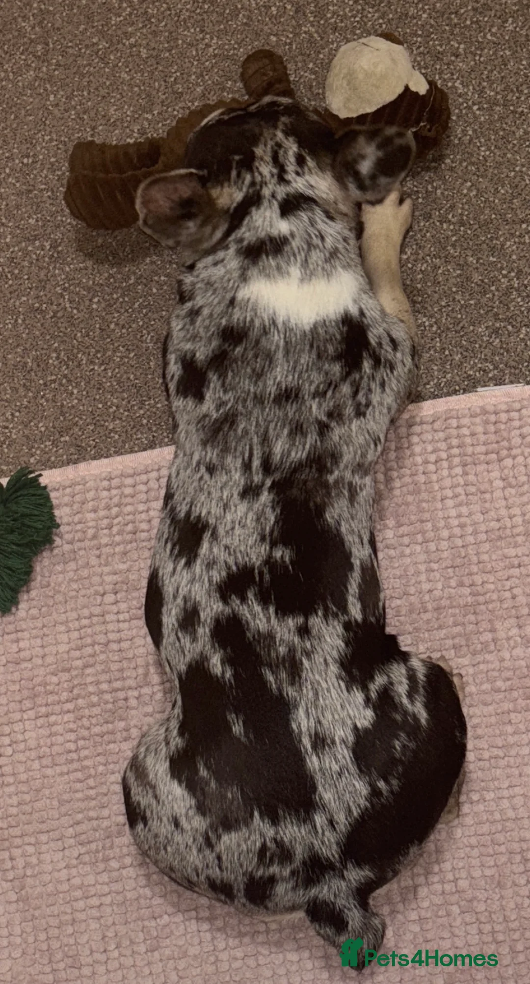 French Bulldog dogs for stud: Stud Wanted for Black & Tan Merle - No Merles in Birmingham - Advert 2