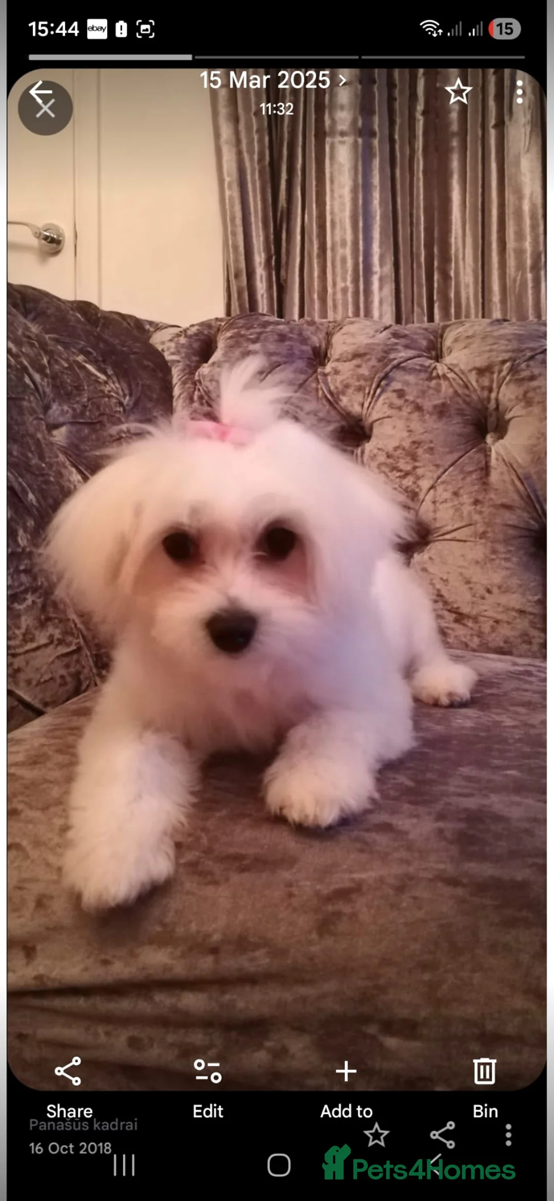 Maltipoo dogs for sale: Maltipoo puppies  in Northampton - Advert 2