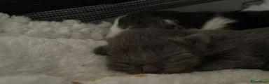 Maine Coon Kitten 4