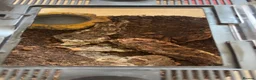 Tarantulas invertebrates for sale: TARANTULAS FOR SALE - Advert 4