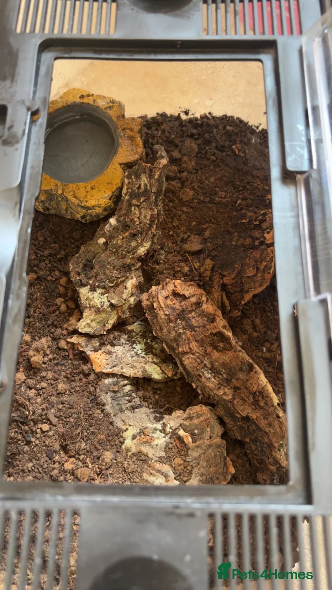 Tarantulas invertebrates for sale: TARANTULAS FOR SALE - Advert 4