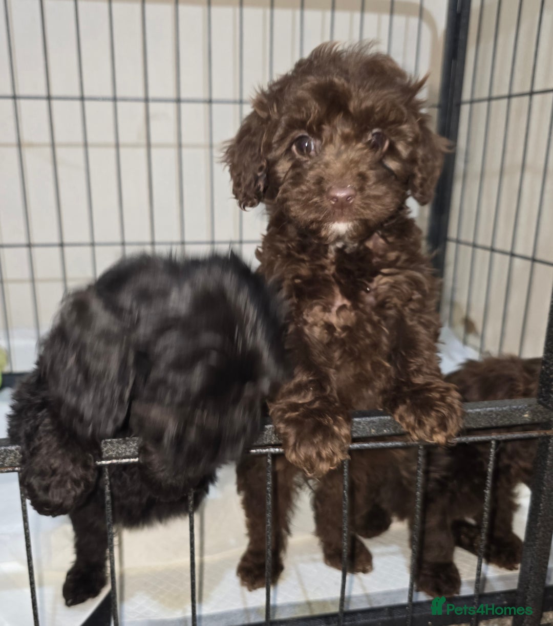 Shihpoo dogs for sale: Shihtzu x poodle  - Advert 8