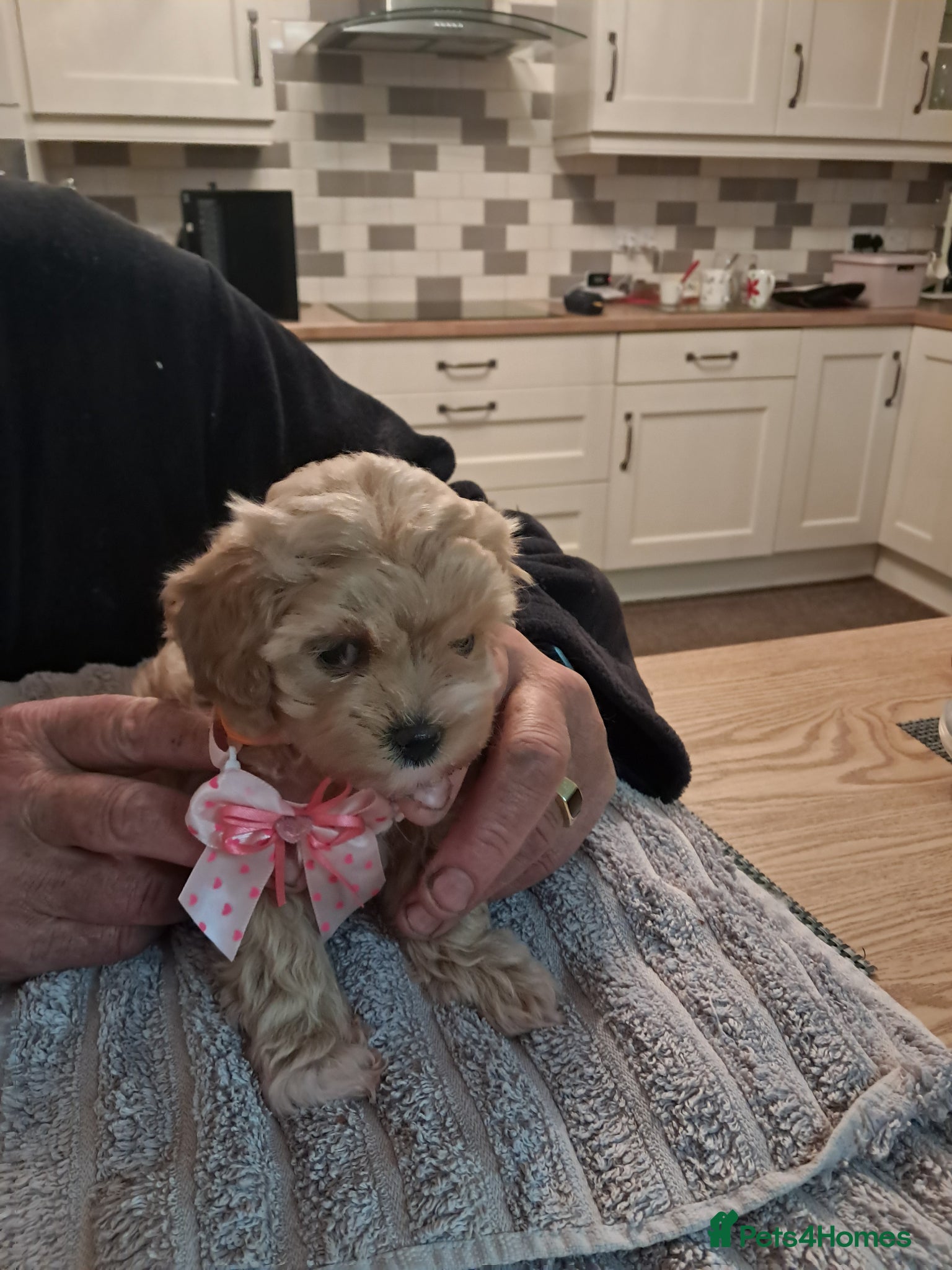 Maltipoo dogs Beautiful Maltipoo Pups - Advert 1