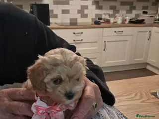 Maltipoo dogs Beautiful Maltipoo Pups - Advert 1