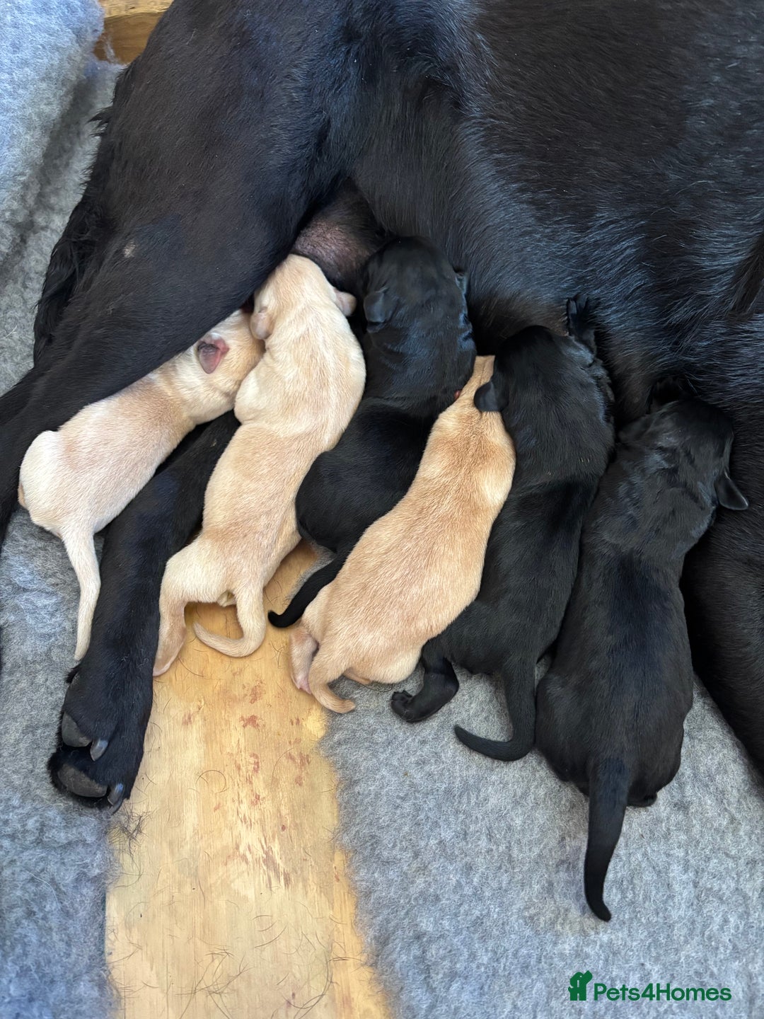 Labrador Retriever dogs for sale: Beautiful litter of Labradors - Image 11