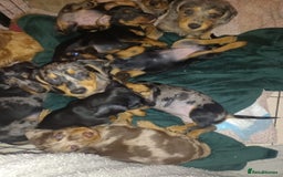 Dachshund dogs for sale: Dachshund cross pups 3/4 breed - Image 9