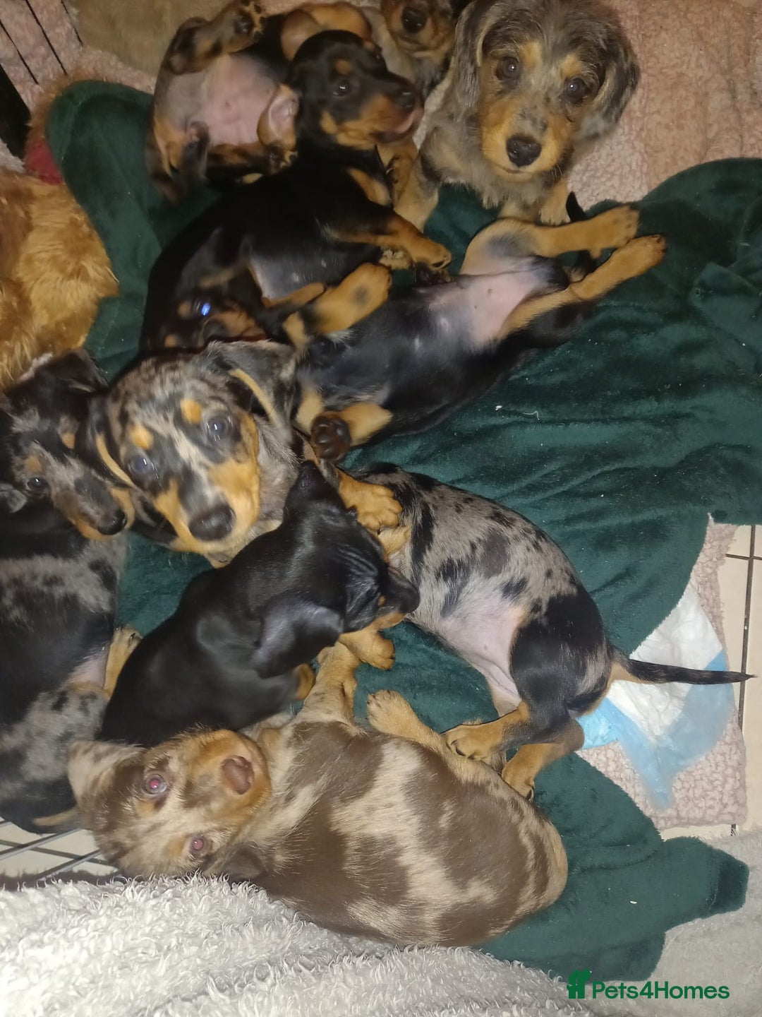 Dachshund dogs for sale: Dachshund cross pups 3/4 breed - Image 9