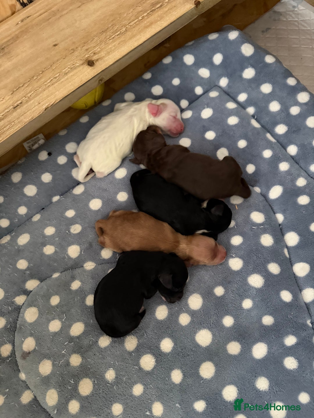 Cockapoo dogs for sale: Cockapoo pups  - Image 6
