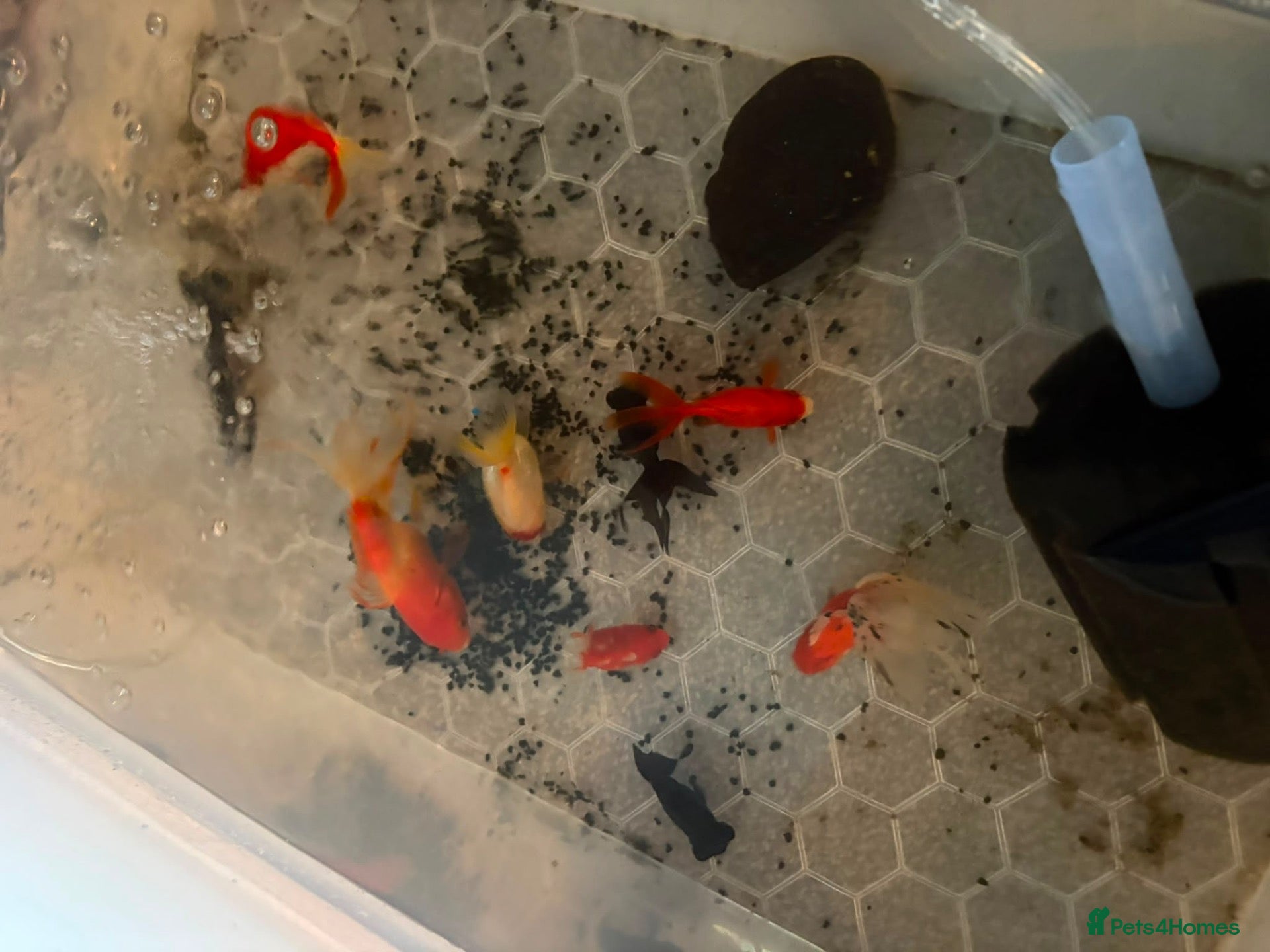Fancy Goldfish fish for sale: Fancy fish  - Advert 1