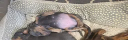 Miniature Dachshund dogs for sale: Adorable KC Registered Miniature Dachshund Puppies - Advert 5