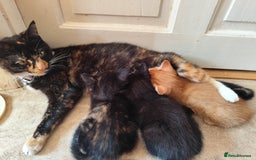Domestic Shorthair cats for sale: Adorable kittens for sale - Image 15