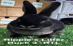 Rex rabbits for sale: Black and Tan Mini Rex  - Image 36