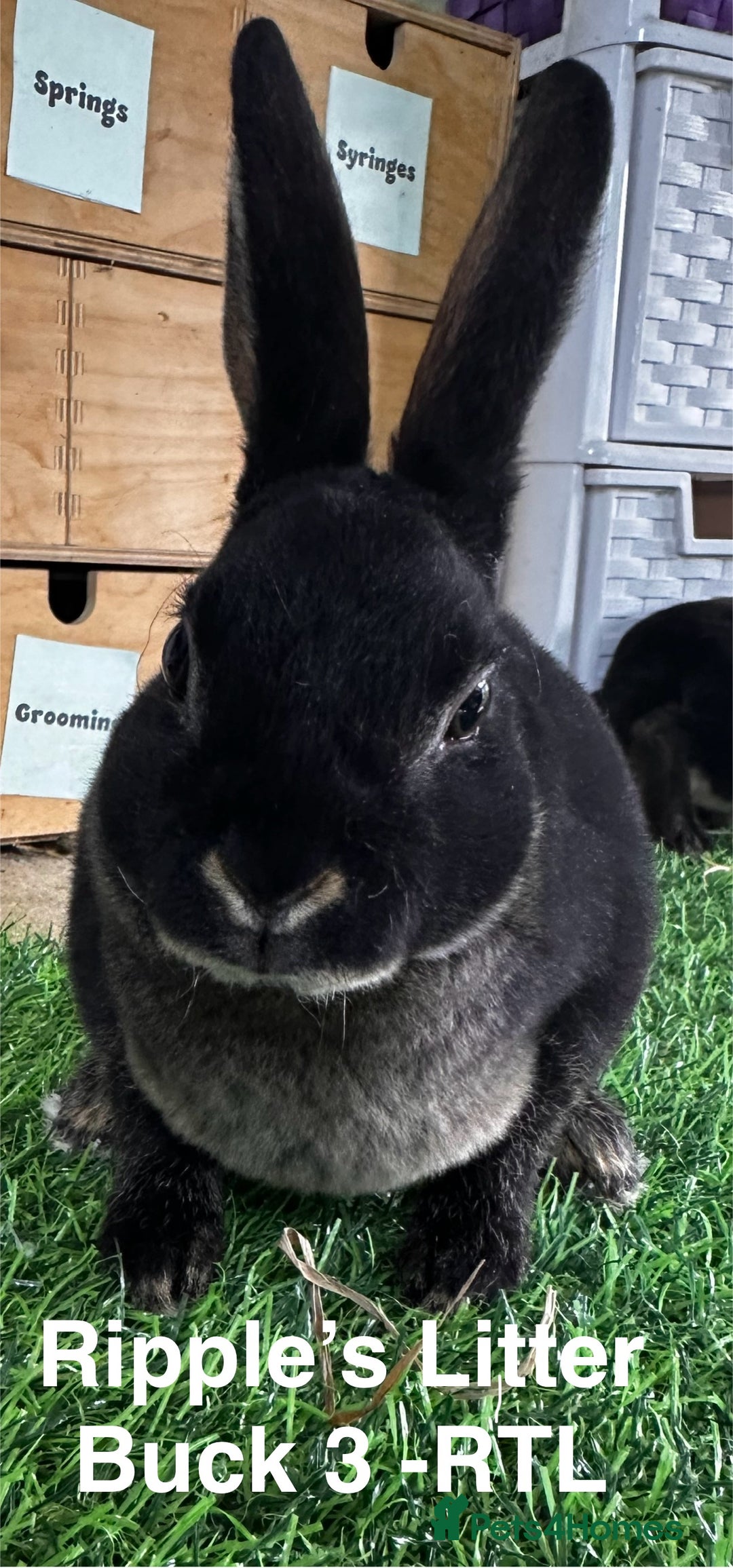Rex rabbits for sale: Black and Tan Mini Rex  - Image 36