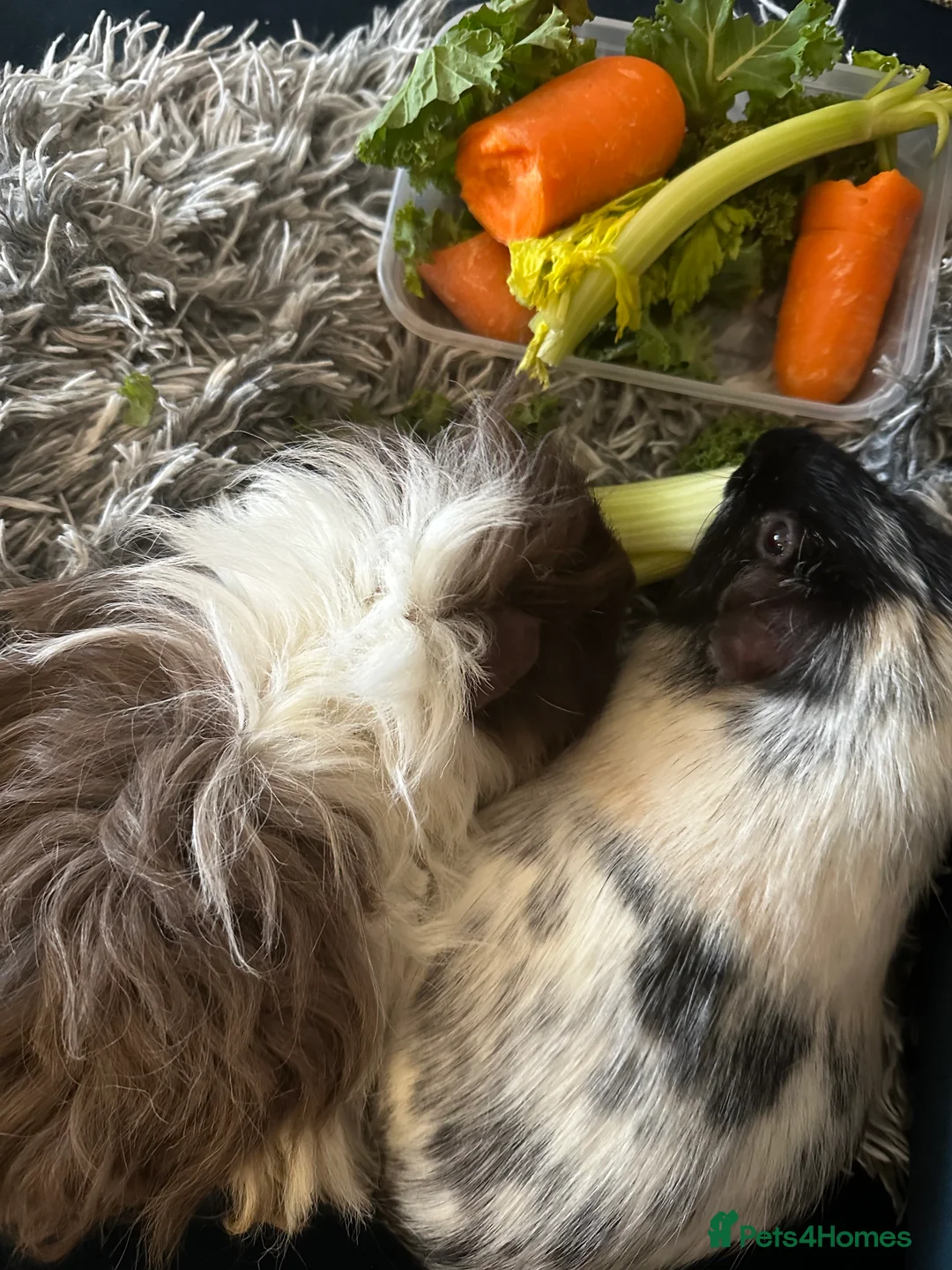 Guinea Pig rodents for sale: Paired male Guinea Pigs in Selby - Advert 2