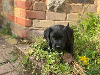 Labrador Retriever dogs - Advert 1
