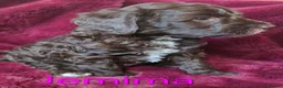 Labradoodle dogs for sale: Gorgeous Miniature Labradoodles - Advert 30