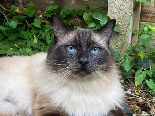 Ragdoll cats Sage - 4 year old Ragdoll - Advert 4