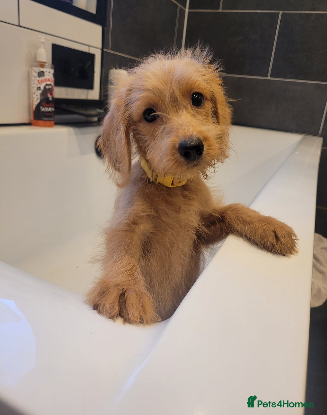 Labradoodle dogs for sale: F1 Miniature labradoodles 4 GIRLS LEFT  - Image 2