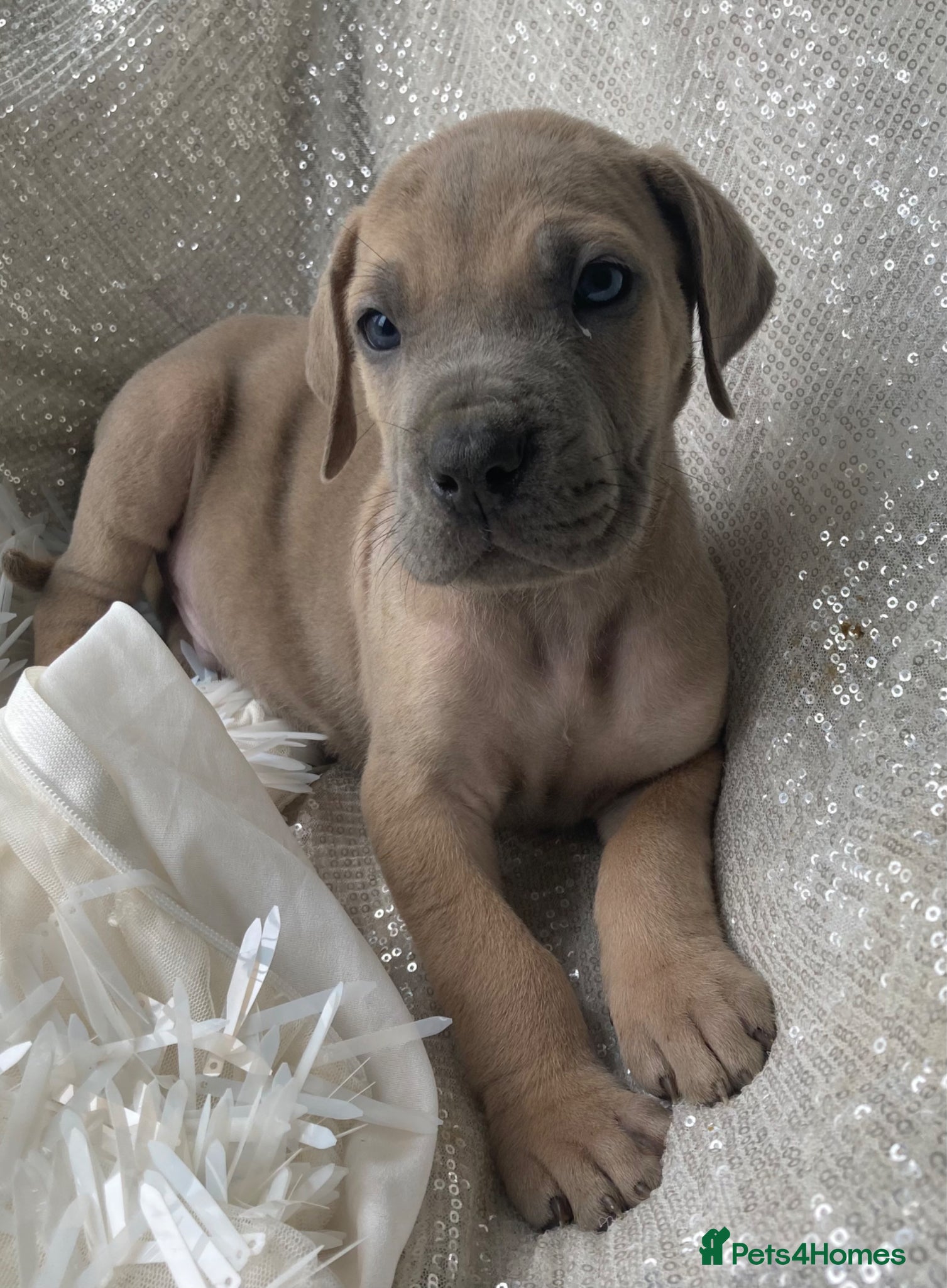 Great Dane dogs Great Dane puppies - Advert 8