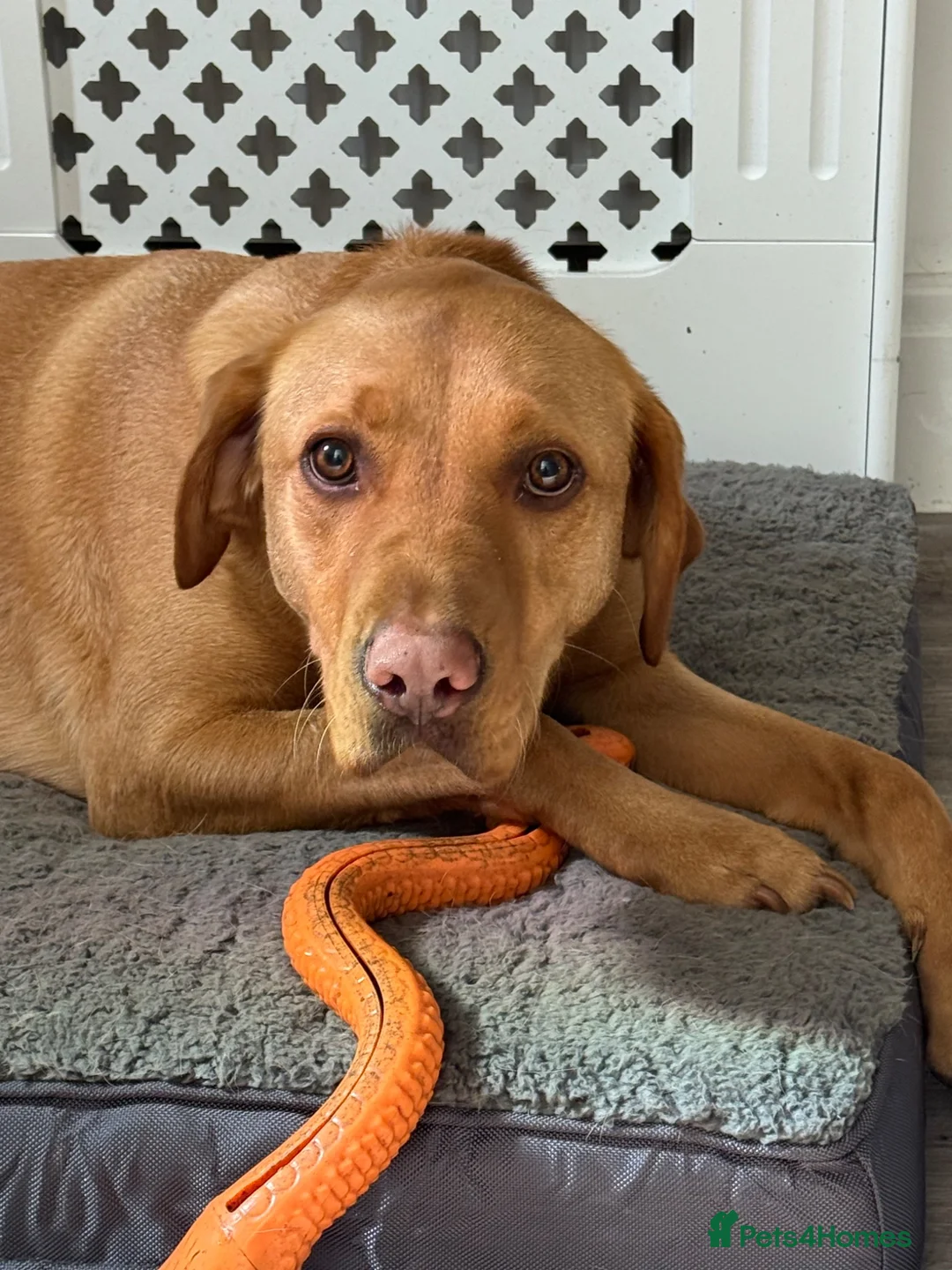 Labrador Retriever dogs for sale: Labrador Red Fox - Advert 3