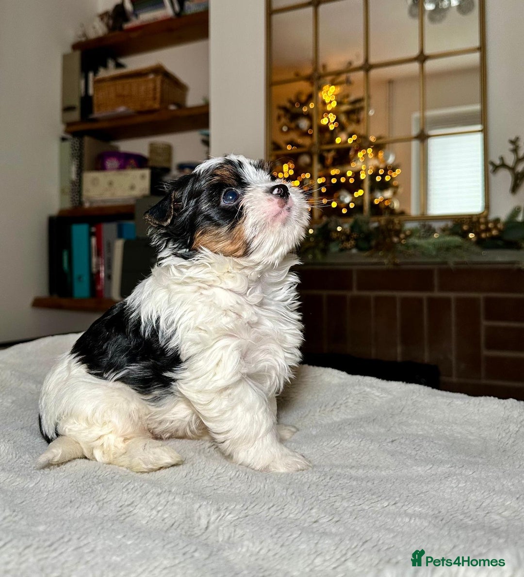 Biewer Terrier dogs for sale: Biewer Yorkie Boys | Pedigree | Licensed - Advert 10