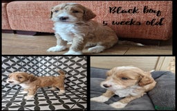 Australian Labradoodle dogs for sale: Stunning Australian labradoodles - Image 4