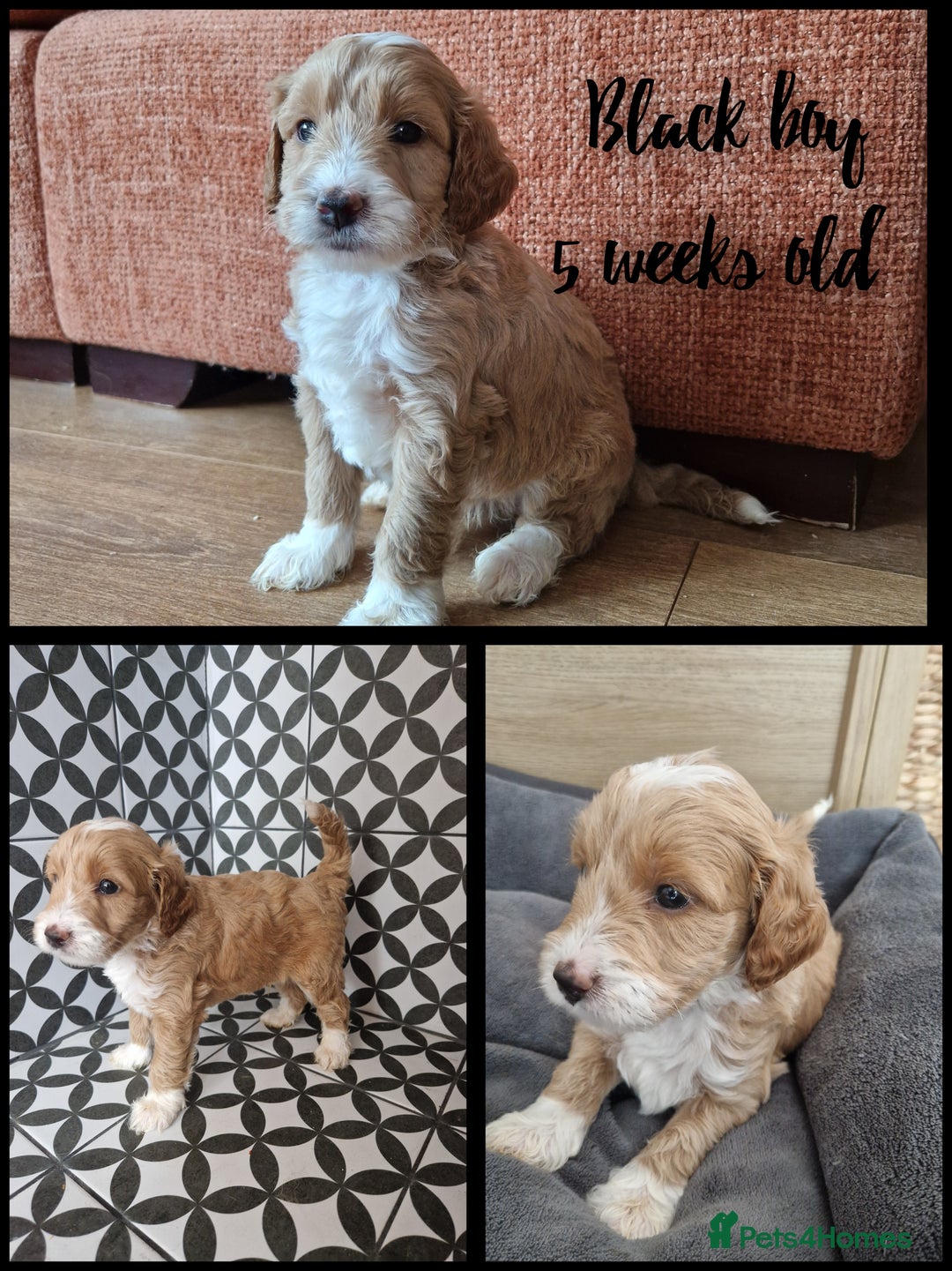 Australian Labradoodle dogs for sale: Stunning Australian labradoodles - Image 4