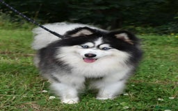 Pomsky dogs for stud: American Import blue eyed F3 Pomsky Bb/Dd in Ammanford - Image 2