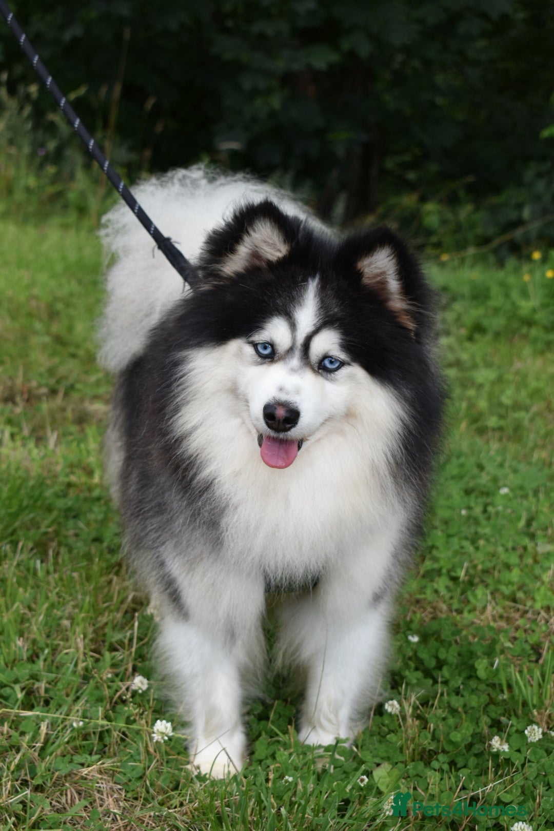 Pomsky dogs for stud: American Import blue eyed F3 Pomsky Bb/Dd in Ammanford - Image 2