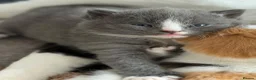 Mixed Breed cats for sale: 🐱 Beautiful friendly kittens 🐱 £180-£250  - Advert 19