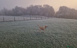 Labrador Retriever dogs for sale: GORGEOUS KC REG LABRADOR PICK OF LITTER AVAILABLE  in Preston - Image 22