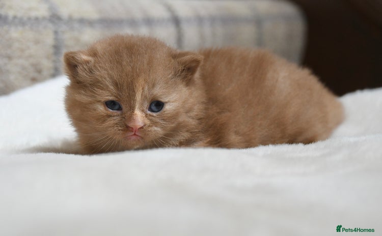 British Shorthair cats - Advert 3