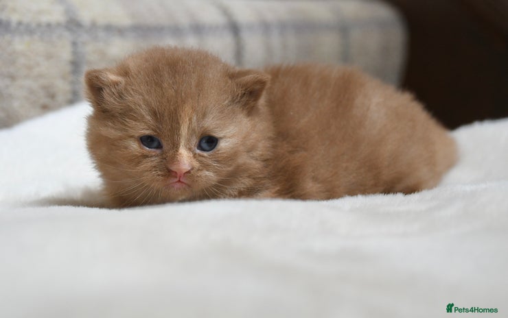 British Shorthair cats - Advert 3