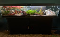 Tetras fish for sale: Fish and full set up - Image 5