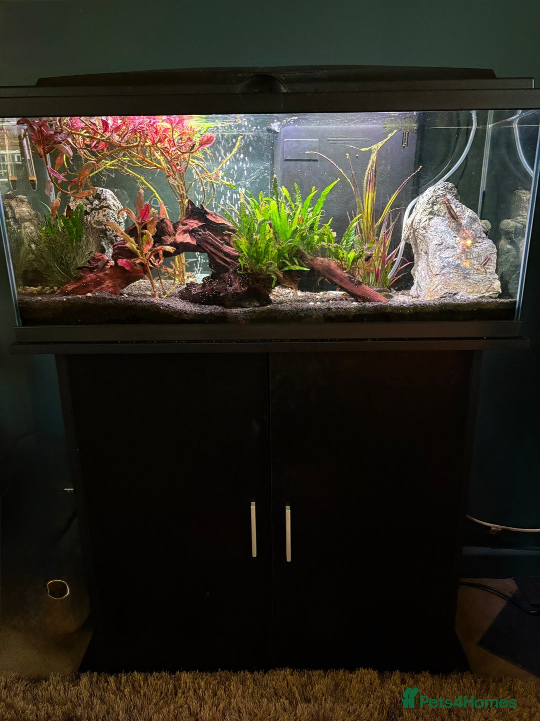 Tetras fish for sale: Fish and full set up - Image 5