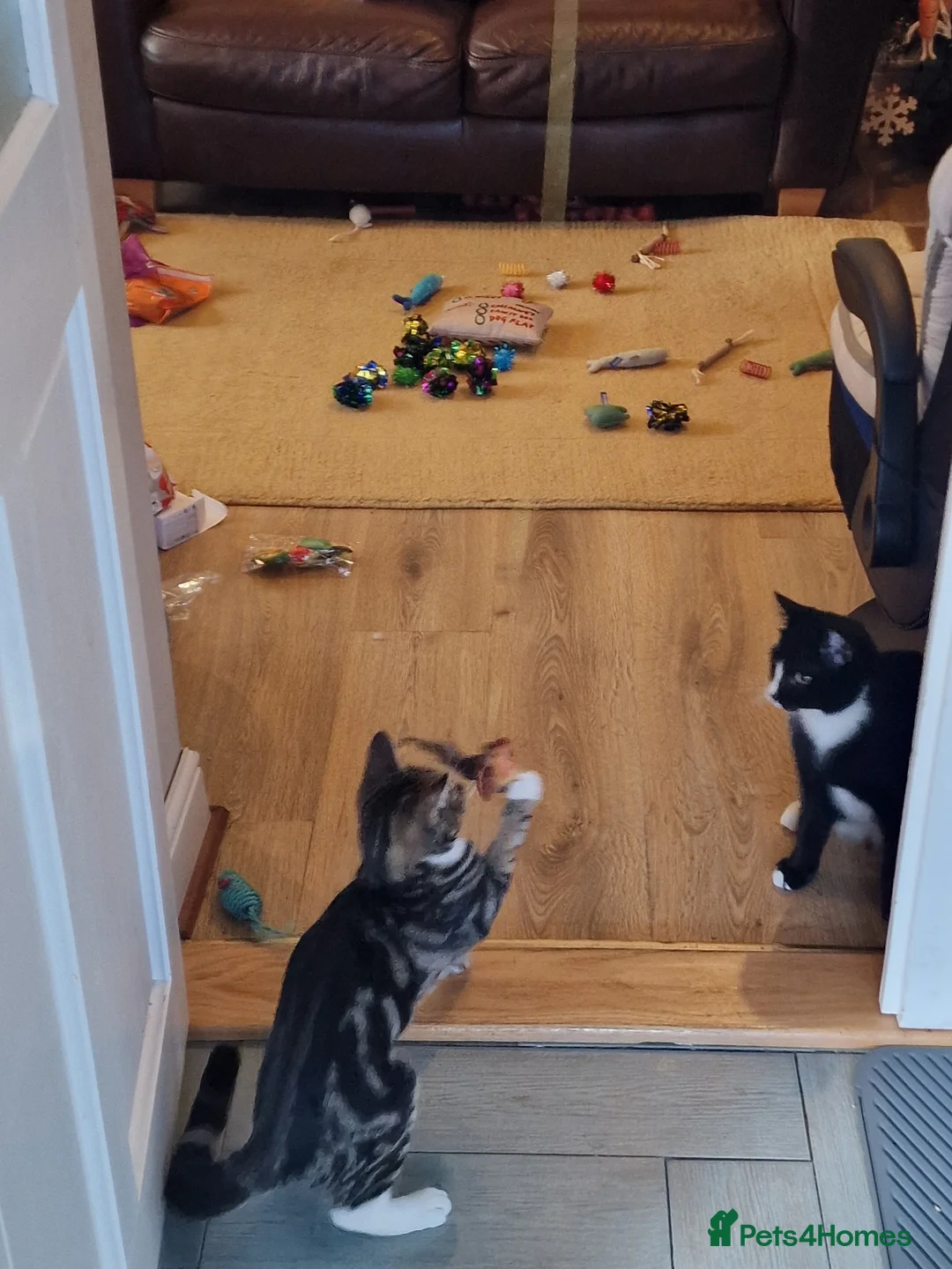 Mixed Breed cats for sale: Cats for sale - Orea and Malteser  - Advert 2