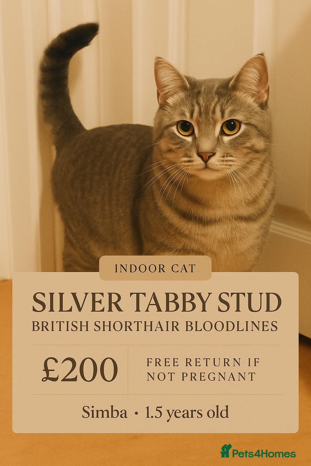 British Shorthair cats Silver Tabby British shorthair Stud–Healthy&Proven - Advert 4