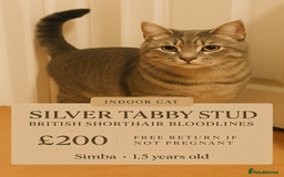 British Shorthair cats for stud: Silver Tabby British shorthair Stud–Healthy&Proven - Advert 1