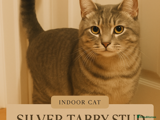British Shorthair cats Silver Tabby British shorthair Stud–Healthy&Proven - Advert 1