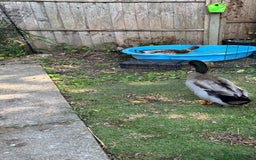 Ducks poultry for sale: 2 drakes for rehoming  - Image 2