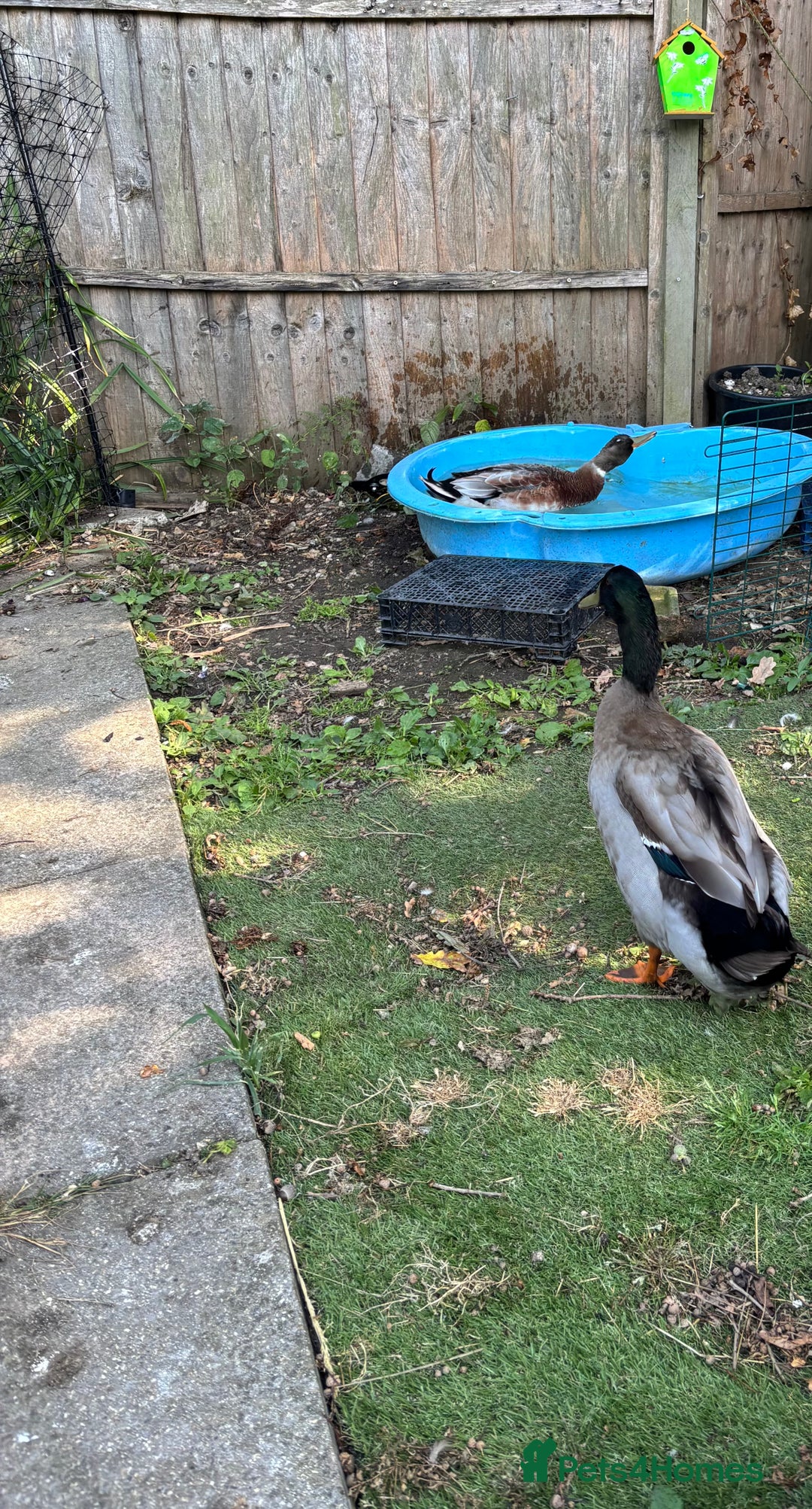 Ducks poultry for sale: 2 drakes for rehoming  - Image 2