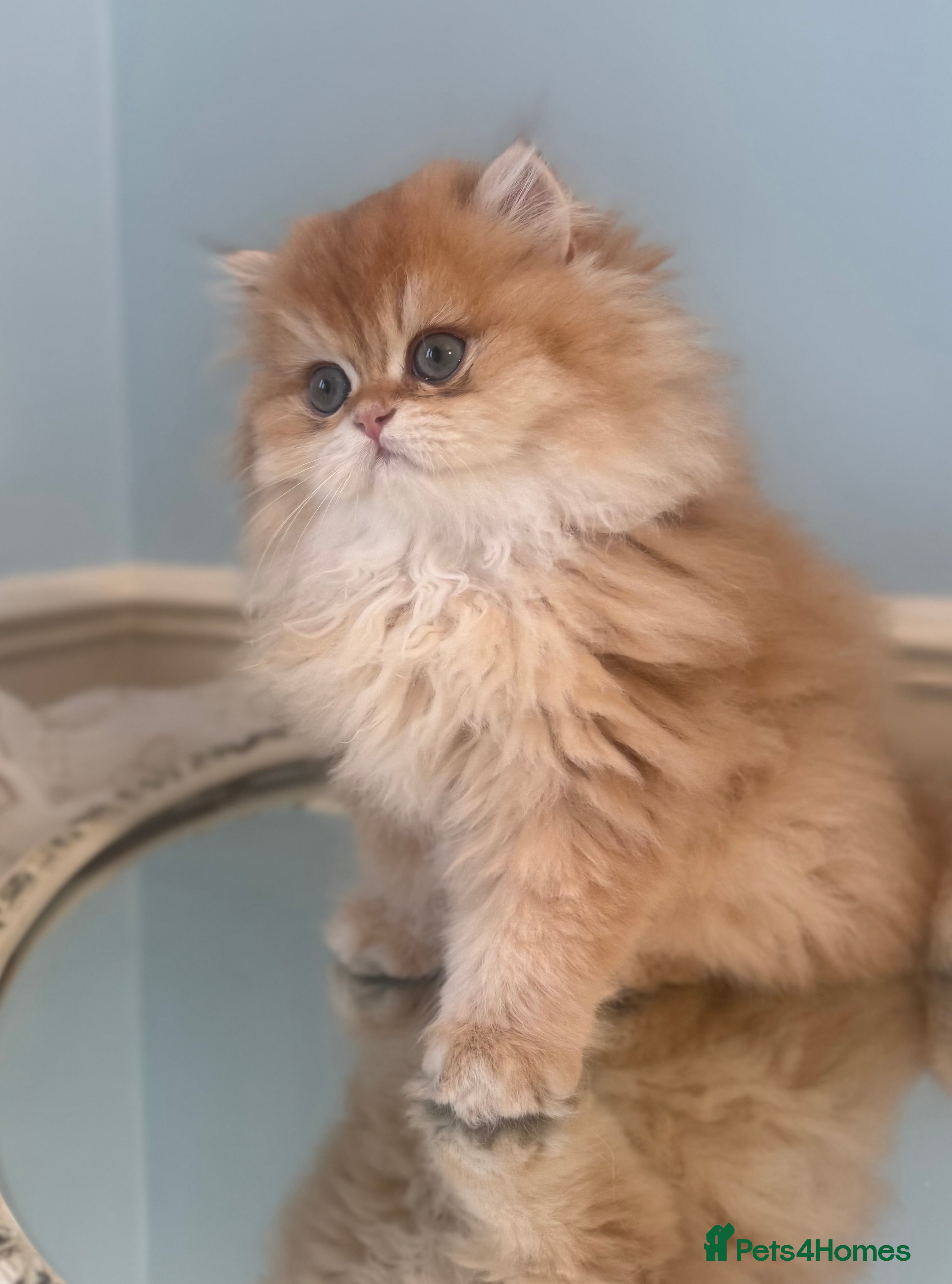 British Longhair cats ✨ Exquisite Golden Longhair Kitten ✨ - Advert 15