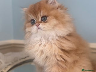 British Longhair cats ✨ Exquisite Golden Longhair Kitten ✨ - Advert 15