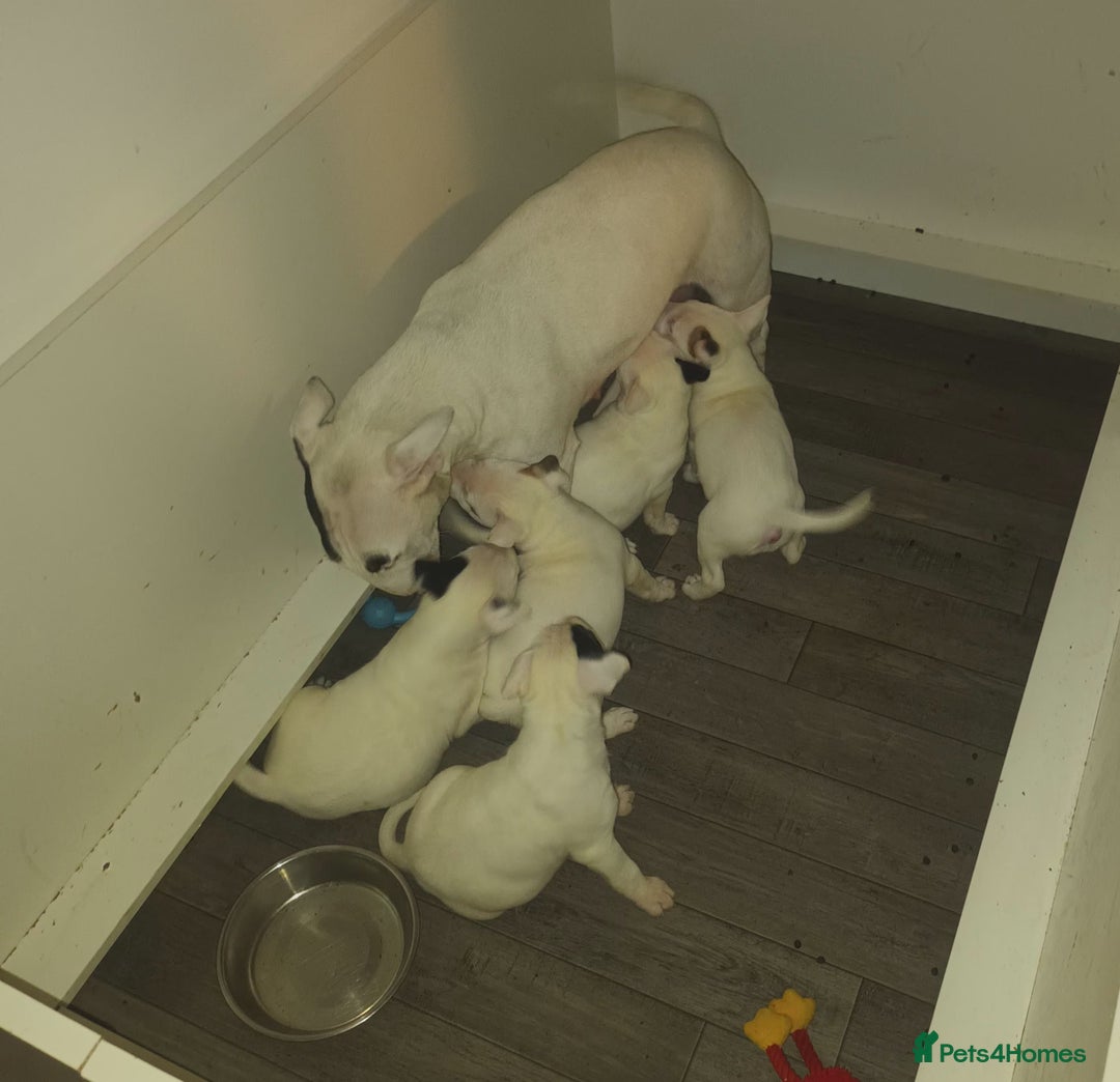 English Bull Terrier dogs for sale: English Bull terrier pups  - Advert 10