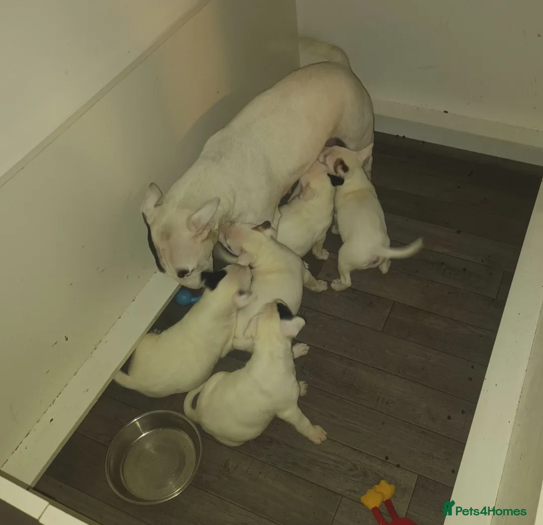 English Bull Terrier dogs for sale: English Bull terrier pups  - Advert 11